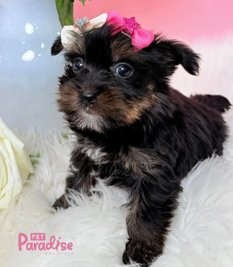 Yorkshire Terrier, Miami