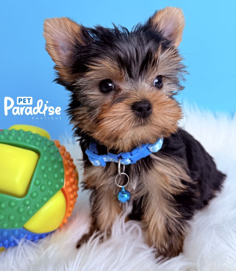 Yorkshire Terrier, Stiven 1