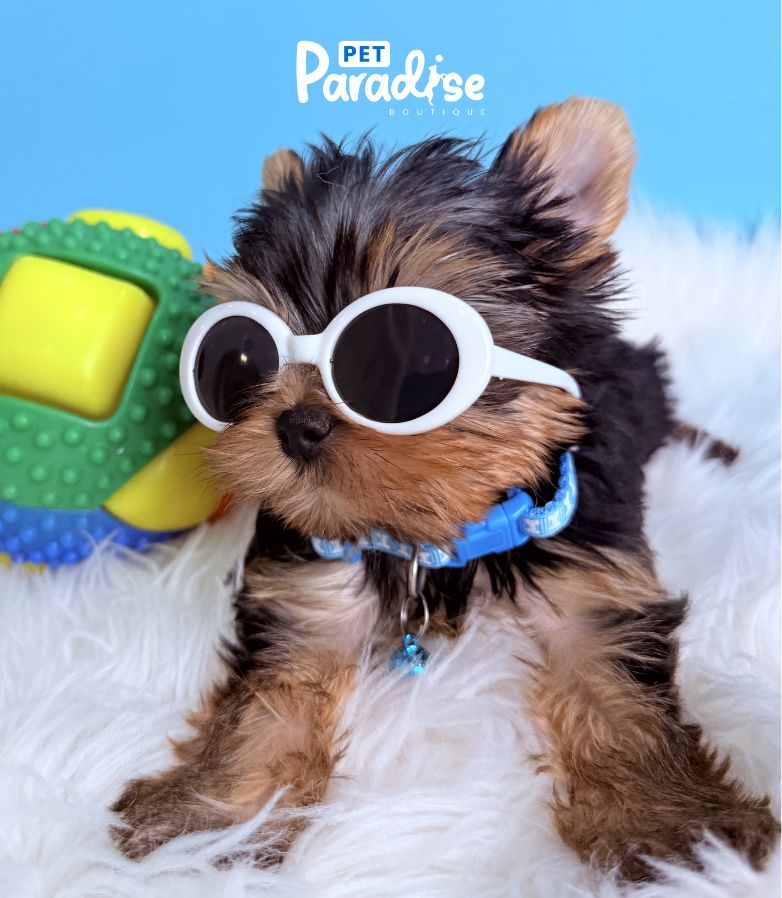 Yorkshire Terrier, Stiven 2