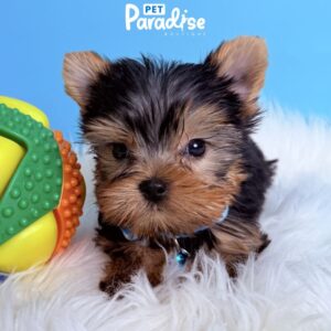 Yorkshire Terrier, Stiven 3