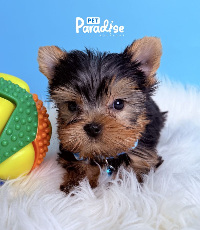 Yorkshire Terrier, Stiven 3