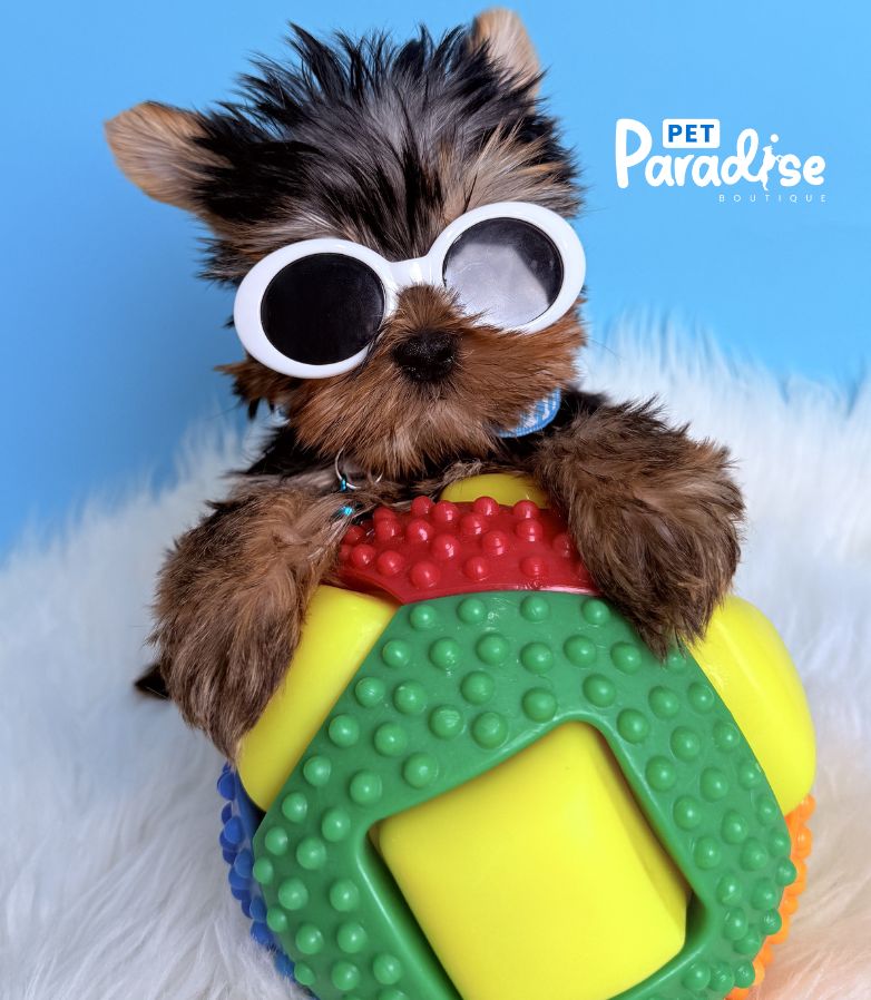 Yorkshire Terrier, Stiven