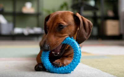 Checklist esencial: Todo lo que necesitas antes de traer un cachorro a casa