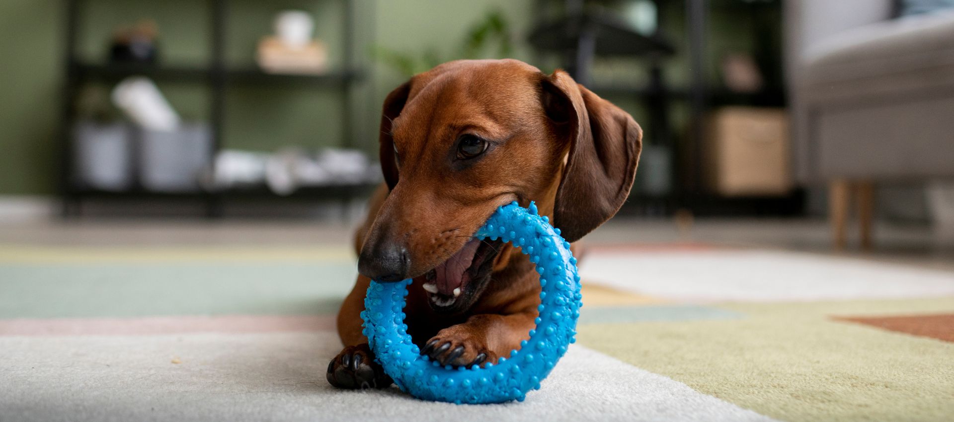 perro Teckel marrón mordiendo un anillo de goma azul portada