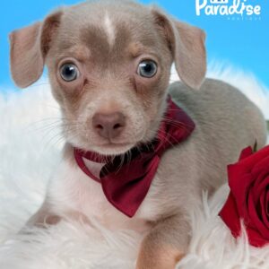 Chihuahua, Hercules 3