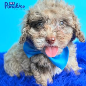 Cockapoo, Mickey