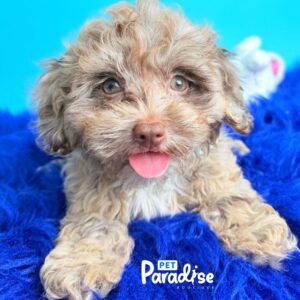 Cockapoo, Pluto
