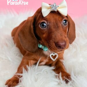 Dachshund, Alicia 1