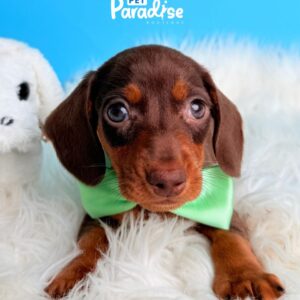 Dachshund, Hot Dog