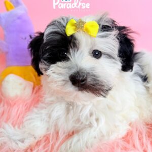 Maltipoo, Cenicienta