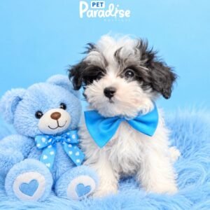 Maltipoo, Derek 002