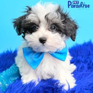 Maltipoo, Derek