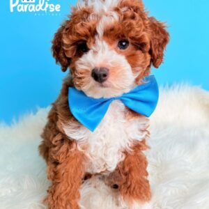 Mini Poodle, Aladin 1