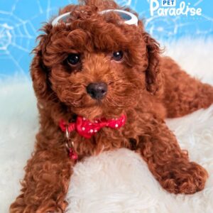 Mini Poodle, Spaiderman 3