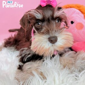 Schnauzer, Italia 3