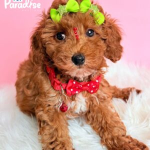 Toy Poodle, Ariel
