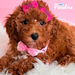 Toy Poodle, Deisy 1