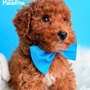 Toy Poodle, Donal