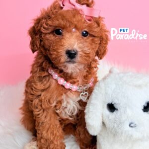 Toy Poodle, Jade