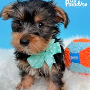 Yorkshire Terrier, Duque 1