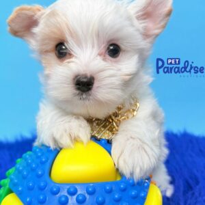 Yorkshire Terrier, Jerry 2