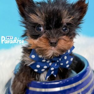 Yorkshire Terrier, Oliver 2