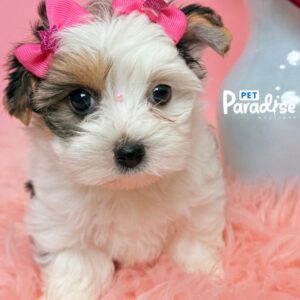 Yorkshire Terrier, Rapunzel 2