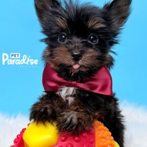 Yorkshire Terrier, Stich
