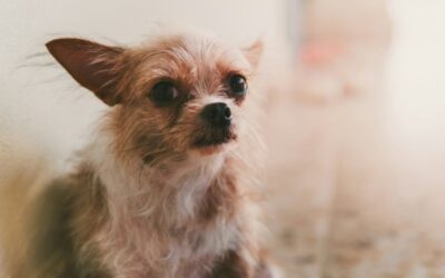 Cómo prevenir la ansiedad por separación en cachorros de raza pequeña