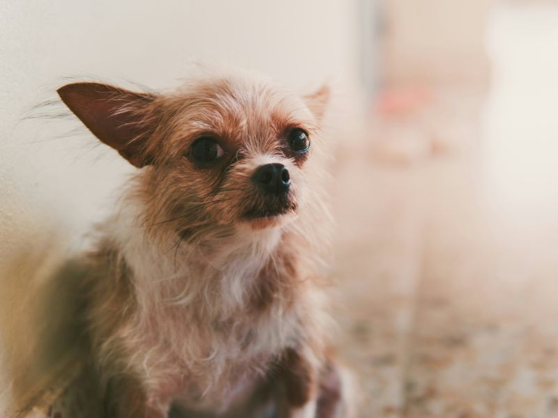 Cómo prevenir la ansiedad por separación en cachorros de raza pequeña