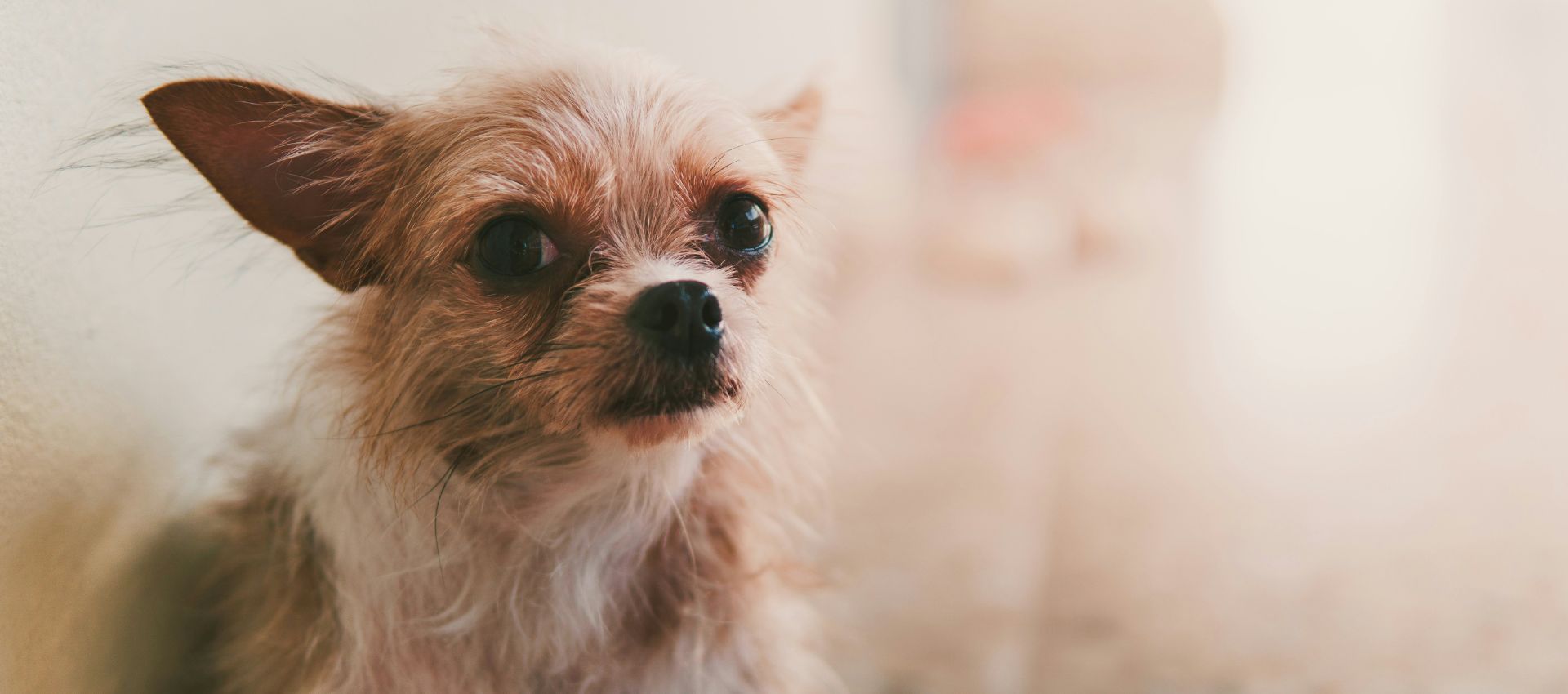 Primer plano de un cachorro Chihuahua de pelo largo con expresión de ansiedad