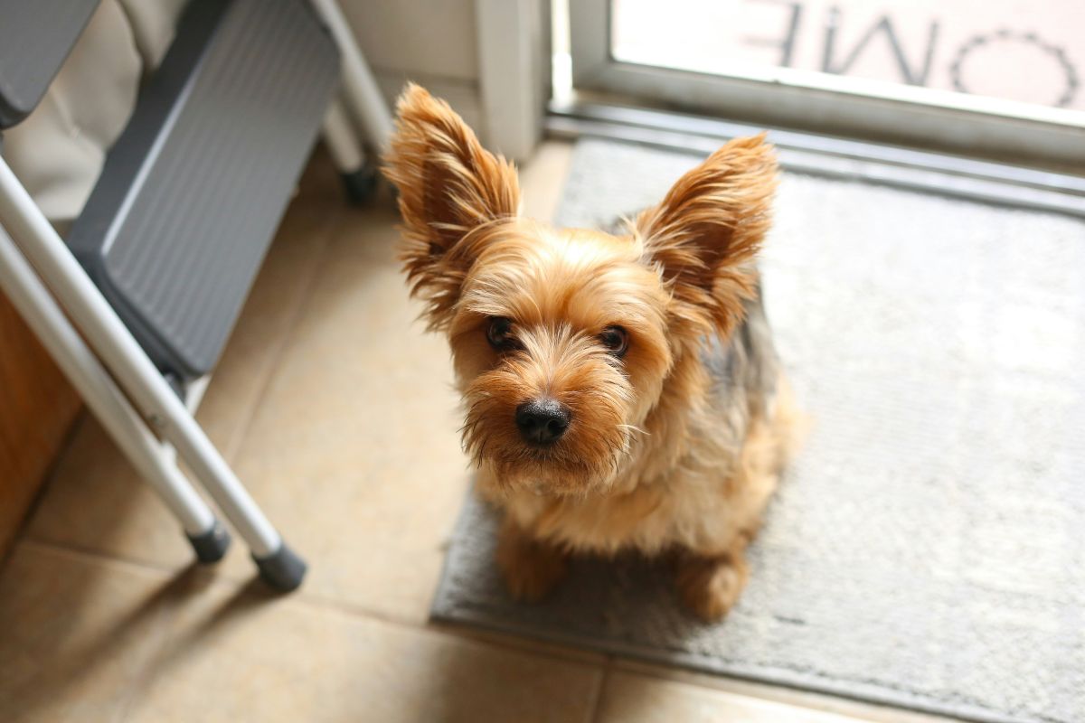 Un cachorro Yorkshire Terrier sentado en una alfombra mirando hacia la puerta.