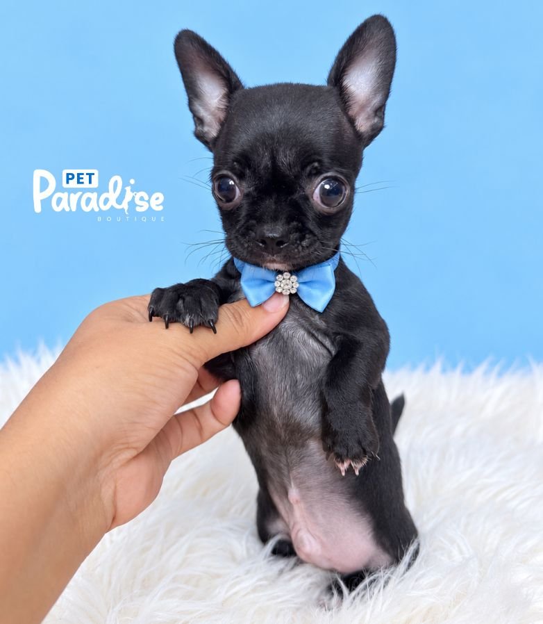 Chihuahua, Onix 1