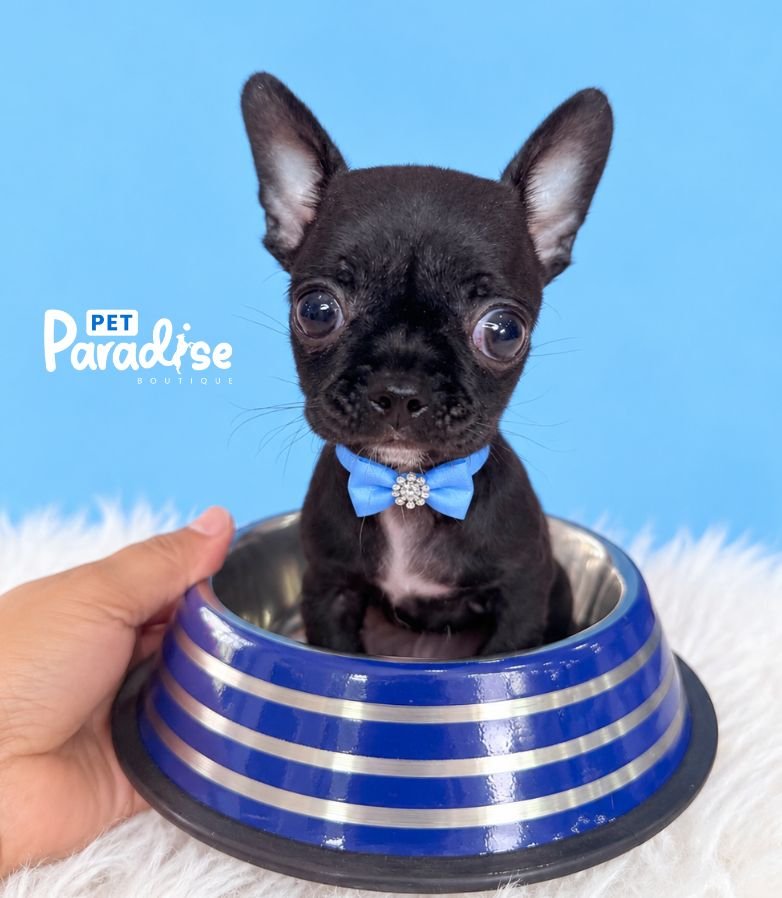 Chihuahua, Onix 2
