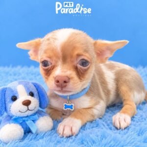 Chihuahua, Zafiro