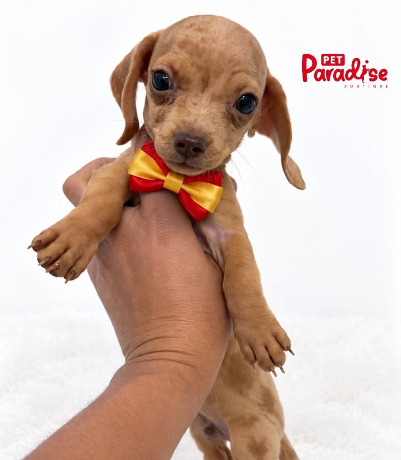 Dachshund, Alvin 2