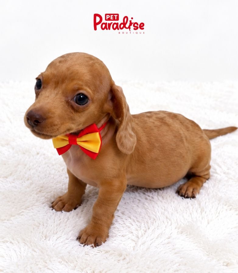 Dachshund, Alvin 3