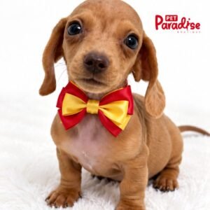 Dachshund, Alvin