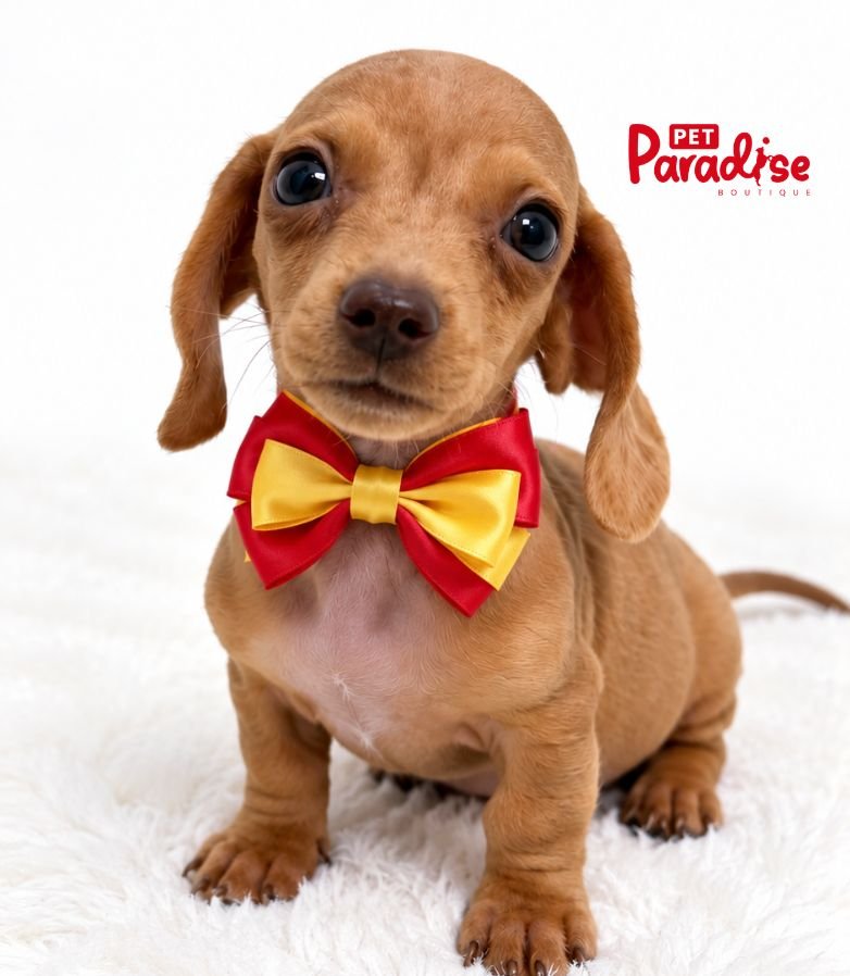 Dachshund, Alvin