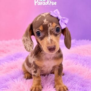 Dachshund, Bella 1