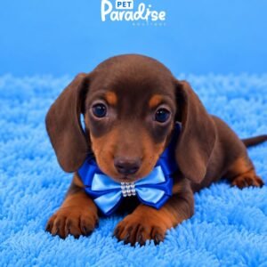 Dachshund, Eric 1