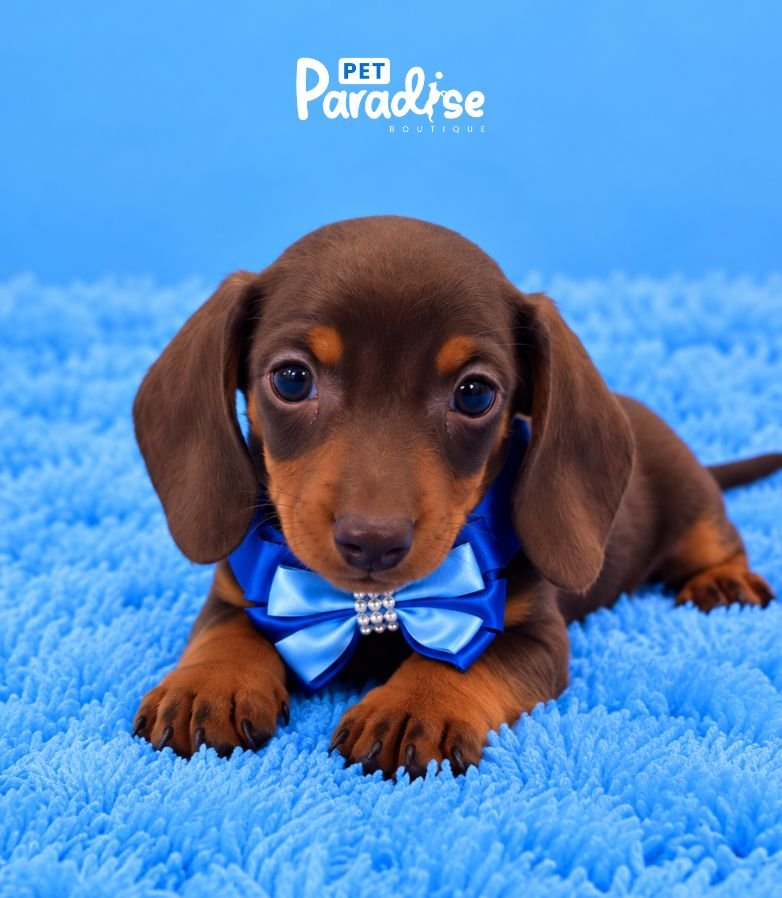 Dachshund, Eric 1