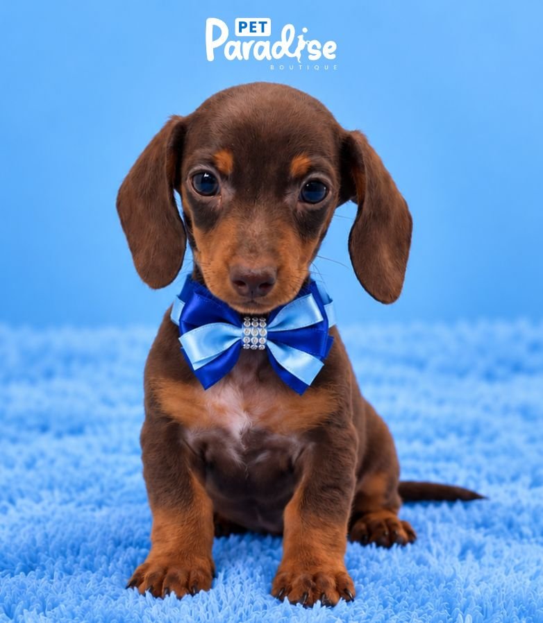 Dachshund, Eric 2
