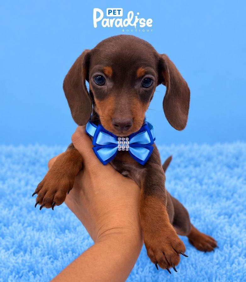 Dachshund, Eric 3