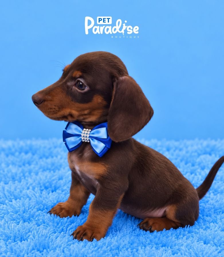 Dachshund, Eric