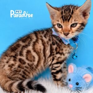 Gato, Bengala Denver