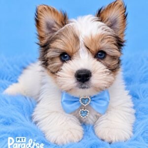 Yorkshire Terrier, Ares 1