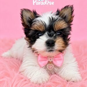Yorkshire Terrier, Aurora 2