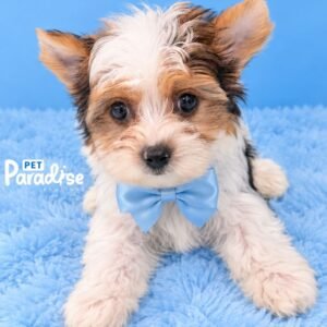 Yorkshire Terrier, Stich 01