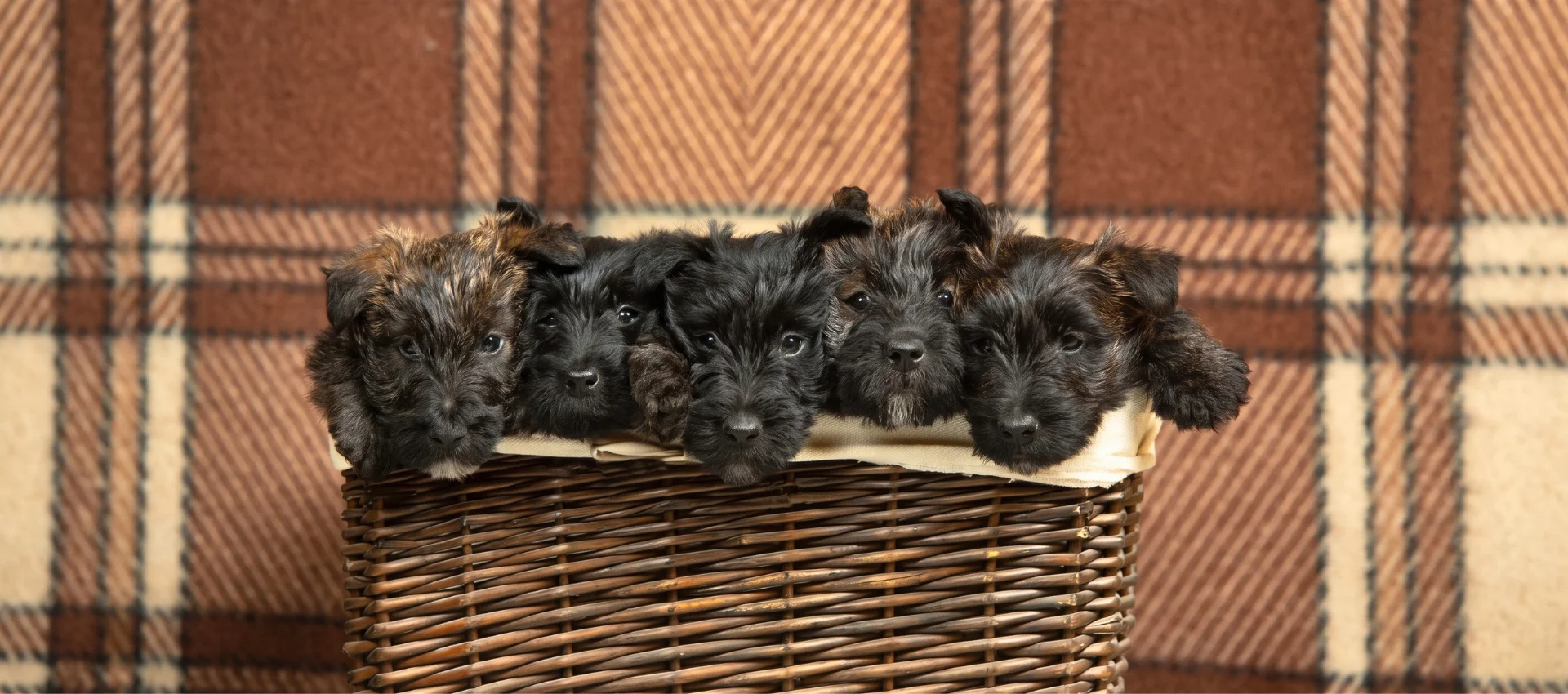 tiendas de cachorros con ofertas